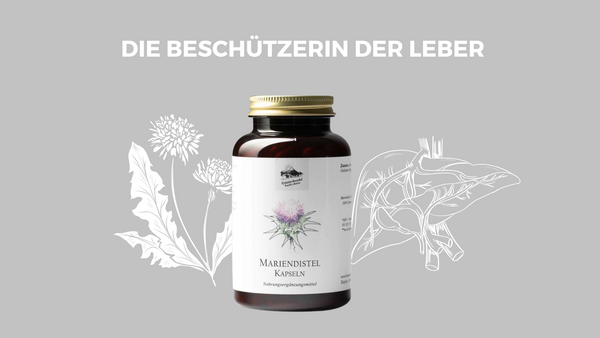 Mariendistel: Die Heilpflanze für eine gesunde Leber.